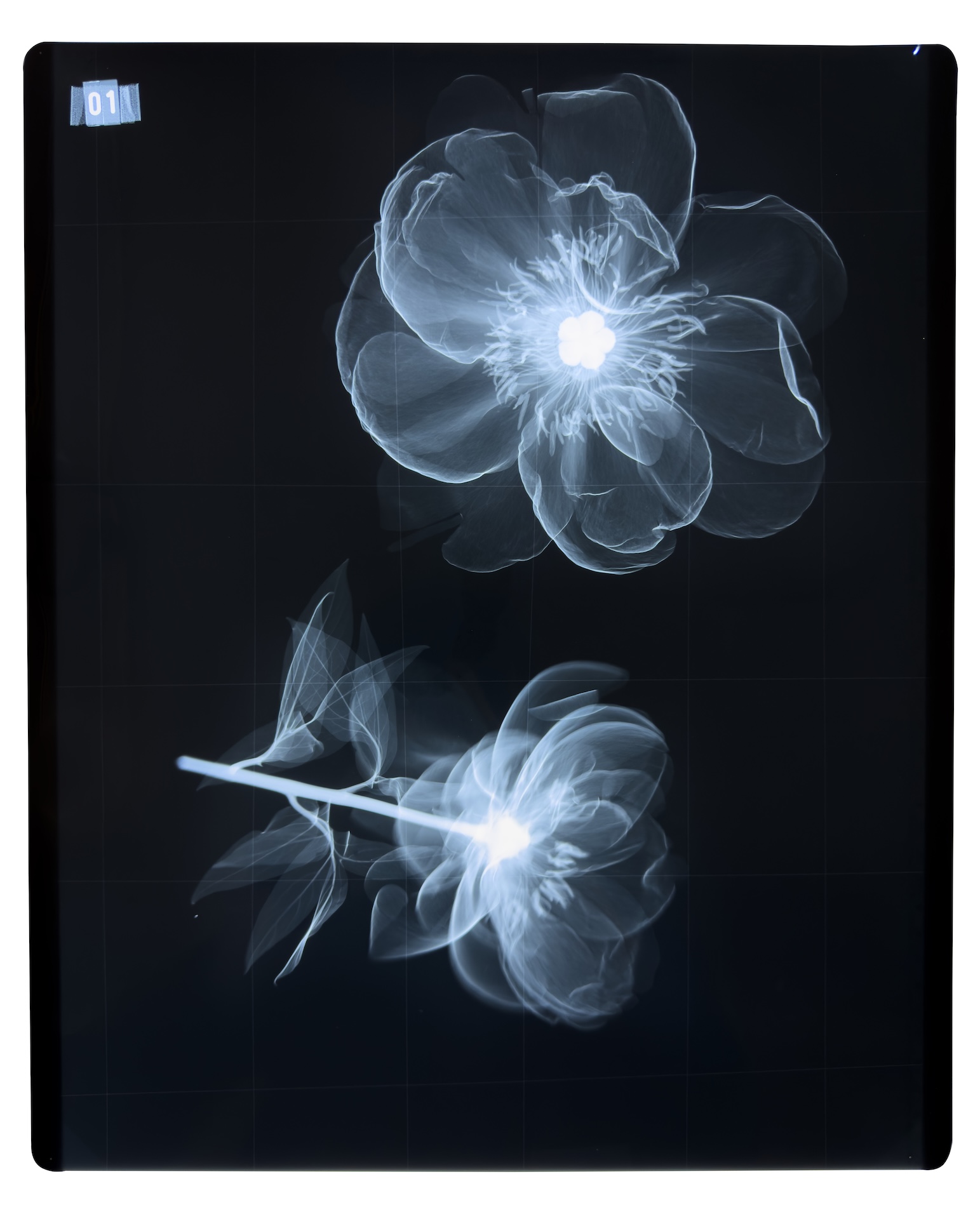 Azuma Makoto Exhibition X-Ray FLOWERS